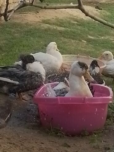 Ördəklər: Ev şəraitində bəslənən ördəklər - Növ: məişət üçün saxlanılan — 6