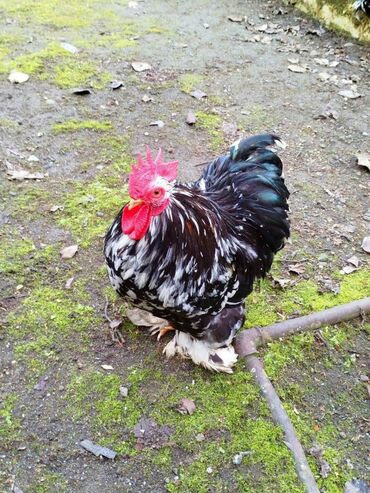 südlük inək cinsləri: Mottled karlik koxin xoruzlar satılır 1 cüttü qiymət 1 ədədi 35 manat