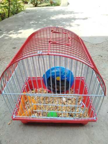 Digər heyvanlar: 1 aydı alınıb hər şeyi var.su qabı, yemək qabı, qəfəsi — 5