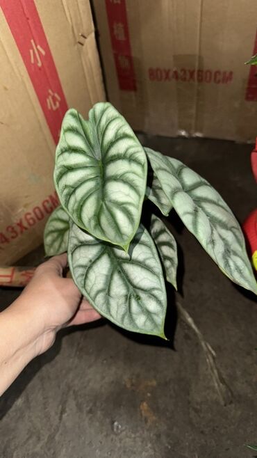 отургучтар бу: Ароидное комнатное растение Alocasia ‘Silver Dragon’ (Алоказия