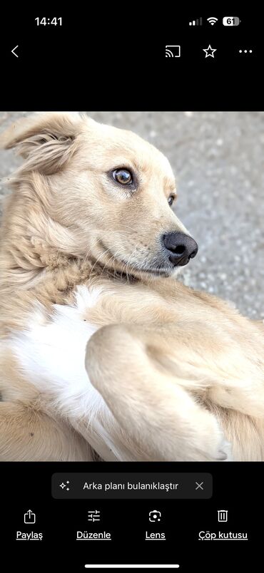 İtlər: Retriever, 1 il, Erkek, Peyvəndli, Ünvandan götürmə