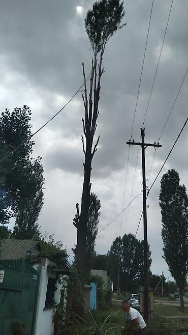 Спил деревьев, заготовка дров: УСЛУГИ АРБОРИСТА. ВАЛЮ ДЕРЕВЬЯ ЛЮБОЙ СЛОЖНОСТИ СТРИЖКА ТОПОЛЕЙ ОБР.ПО — 9