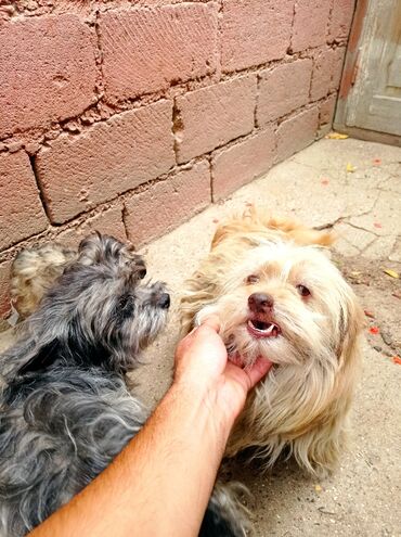 İtlər: Bolonka, 8 ay, Erkek, Sənədli, Ünvandan götürmə — 5