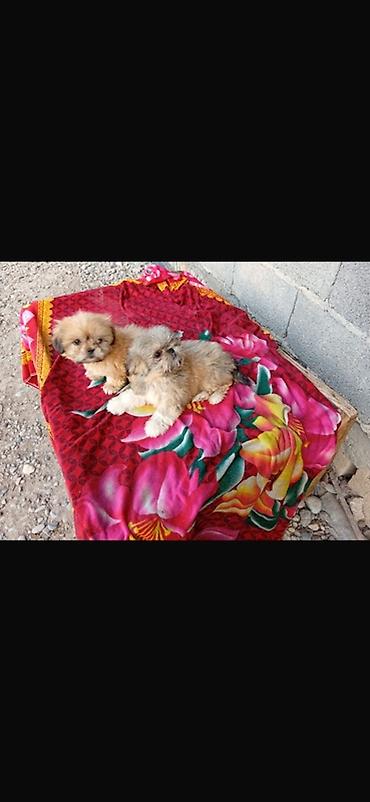 mal satisi: Shih Tzu balaları - Cins: Shih Tzu (oyuncaq ölçülü) - Rənglər — 2