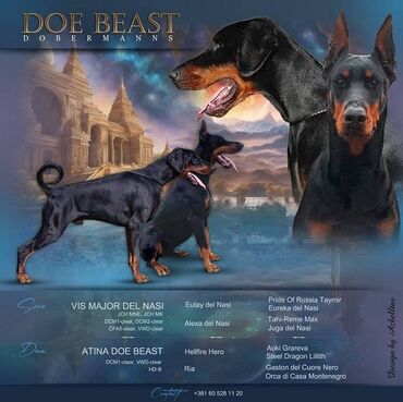 Pets & Animals: Dostupni štenci Dobermana,ostenjeni 22.03. vrhunskog porekla