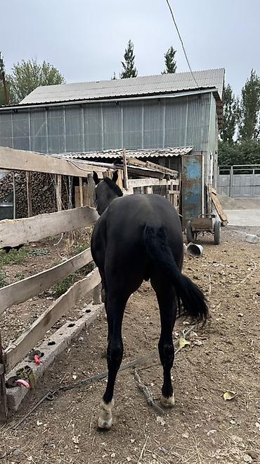 Продам с/х животных: Продаю | Жеребец | Конный спорт — 8
