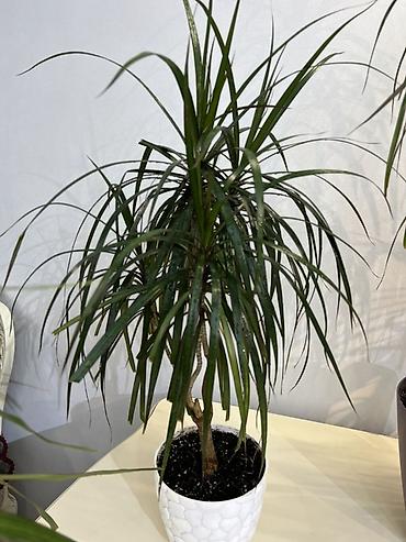 Аглаонемы: Корица дерево в идельном виде Комнатные растения в декоративных кашпо — 33