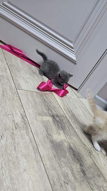 Продажа кошек: Скотиш Фолд (Шотландская вислоухая), 1 месяц, Девочка, Голубой, Приучена к лотку — 8