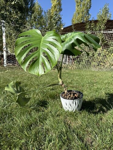 майда чуйдо: Монстера делициоза (Monstera deliciosa) в декоративном кашпо -