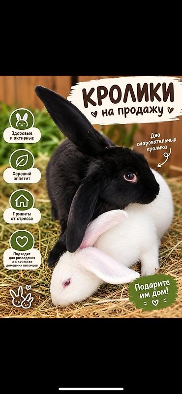Продаю | Крольчата | Для разведения