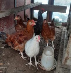 heyvanlara verilen adlar: 3ayliq fere xoruz lalafo.az -da heyvanlara verilen adlar: 3ayliq fere xoruz