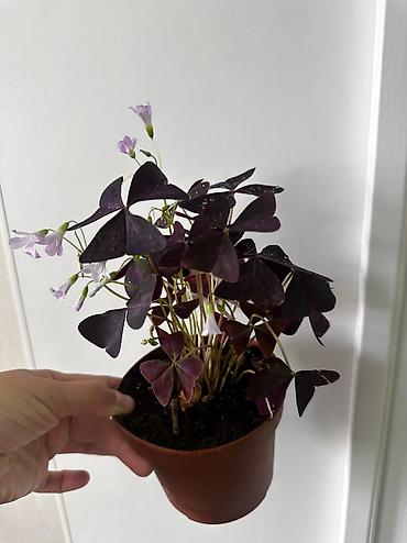 Комнатные растения: Продаю комнатные цветы 🌹 все виды 
ватсапп — 10