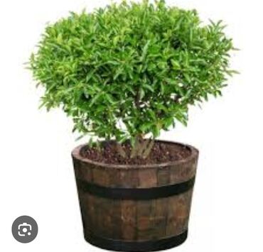 Süni güllər: Taxta dibçək, Dekorativ yumru dolab-çəllək, sifarişlə hazırlanması — 8