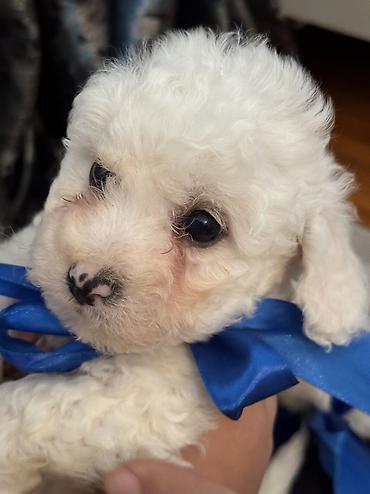 İtlər: Pudel, 2 ay, Erkek, Ödənişli çatdırılma — 4