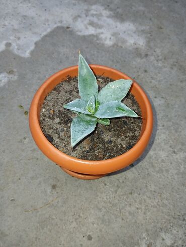 Otaq bitkiləri: Aqava bitkisi adi və decor qablarda(əl iṣi), müxtəlif olçüdə və — 9