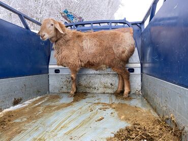 дрон сколько стоит: Кой бакканы чабан керек, айлык акы келишим баа. 
Адрес. Өзгөн району