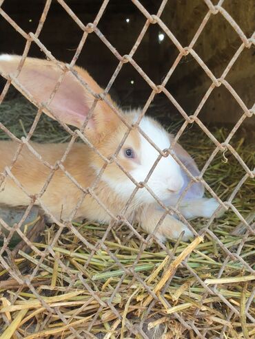 Другие животные: Продаю крольчат 2 месячные 5 штук : 400 сом Крольчиха : год : 1400сом