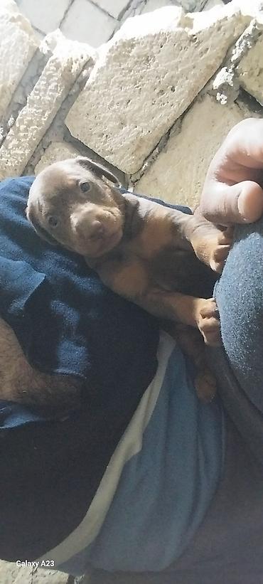 İtlər: Doberman — 7