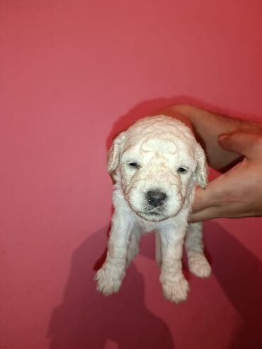 Digər kənd təsərrüfatı heyvanları: Pudel balaları satılır. iki həftəlikdililər. 1 ay yarımında götürə — 8