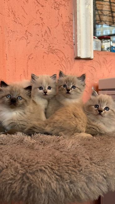 котята дарлм: Рэгдолл, 1 месяц, Мальчик, Приучена к лотку — 1