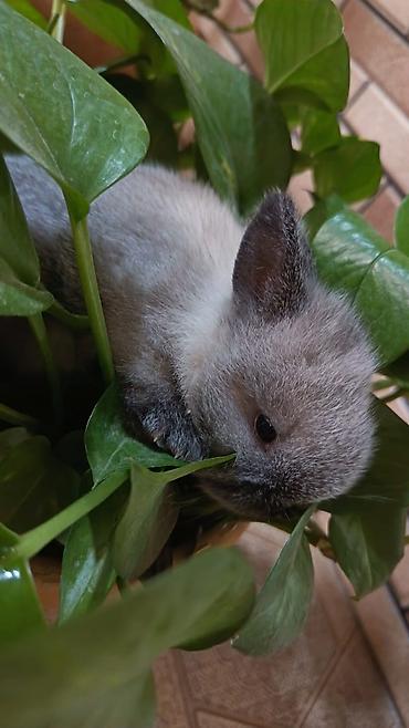 Dovşanlar: Salam. dovsan balalari tek ve top satilir — 12