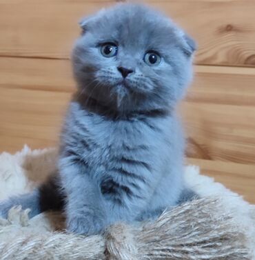 веслоухие коты: Скотиш Фолд (Шотландиялык шалпаң кулак), 2 айлык, Эркек, Көгүлтүр, Лотокко барууга үйрөтүлгөн, Курттардан тазаланган