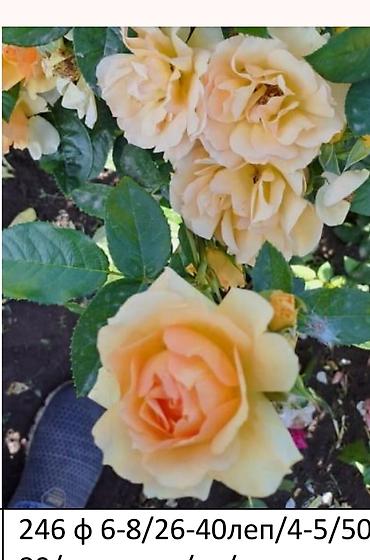 Садовые цветы и кустарники: Корни роз - Крупноцветковая чайно-гибридная роза с — 53