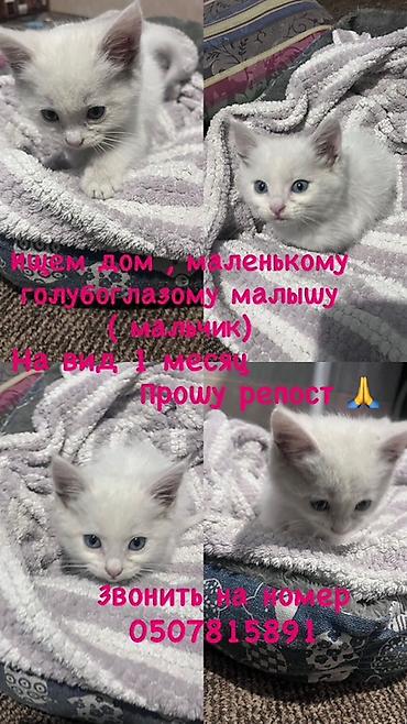 котик белый: Кошка даром: Беспородная, 1 месяц, Мальчик — 1