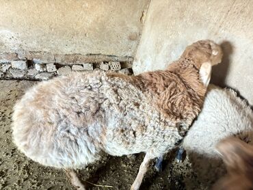 продажа домашних животных: Сатам | Кочкор (эркек) | Арашан | Союуга, Көбөйтүү үчүн | Асыл тукумдуу