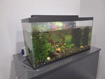 Akvarium aksessuar və ləvazimatları: Avkarium+balıqlar+aksesuarlar=290AZN Ölçü 40×30×80. Dolab üstündə