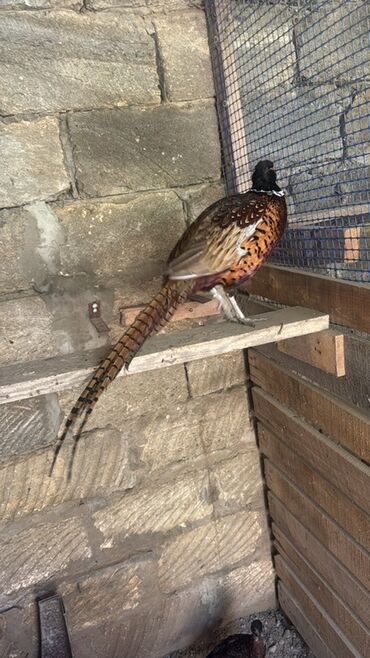 Xoruzlar: Xoruz, il: 1, Pulsuz çatdırılma — 3