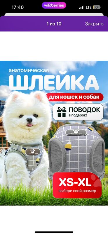 сколька стоит хомяк: Ребят срочно продам шлейку новая полностью для мелких пород собак