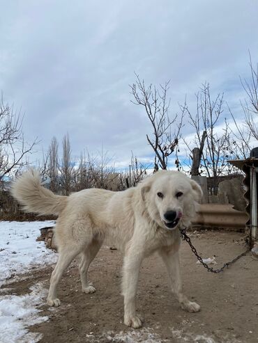 алабай купити: Алабай, 2 месяца, Самец, С родословной