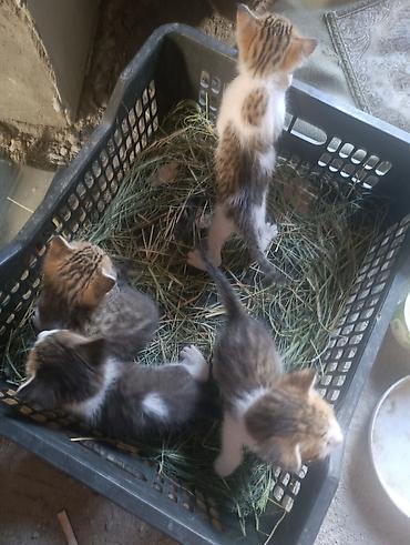 коты бишкек: Котята, домашние, короткошёрстные, окрасы: тигровый (табби) — 3
