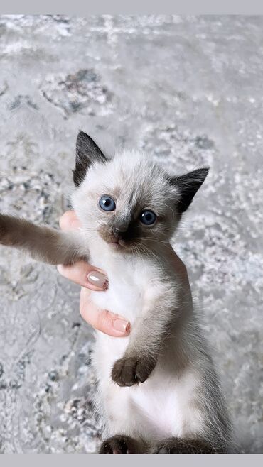 сиамские коты цена: Продаем котенка исключительно в хорошие руки 🤍 Порода: белый сиамский