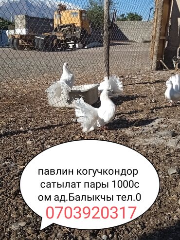 куры брамма: Павлины голуби (фанTAIL, белые) — продаются парами. Характеристики: -