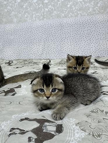 скотиш фолд котята: Шотландские вислоухие котята (Scottish Fold) Два мальчика и две — 8
