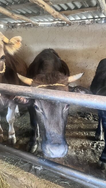 Коровы, быки: Продаю | Корова (самка) | Для разведения | Привязанные — 7
