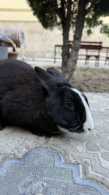 kirpi heyvan: Saglam, qara heyet dovşani 🐰 — 6