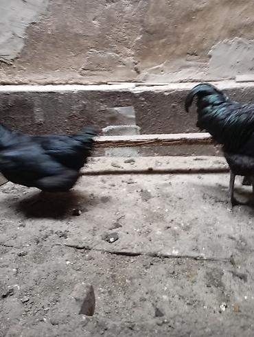 Куры, петухи: Продаю | Куры | Для разведения — 4