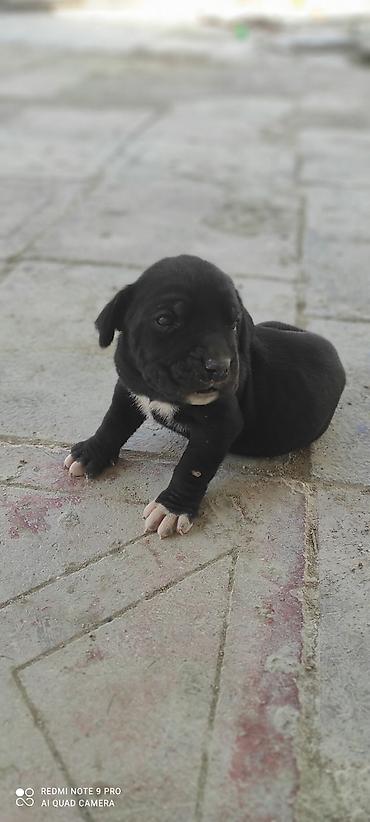 cane corse: Kane-Korso, 1 ay, Dişi, Peyvəndli, Ünvandan götürmə — 1