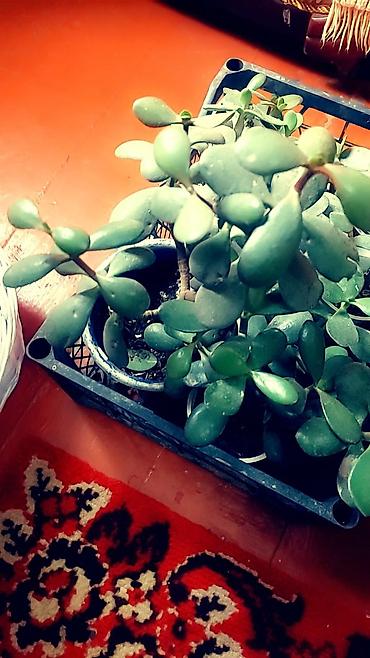 Отдам даром: Цветы от 50 сом и выше — 14