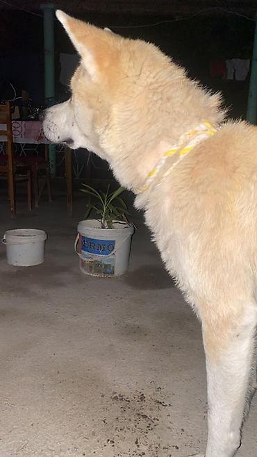 it pekines: Akita-inu — 3