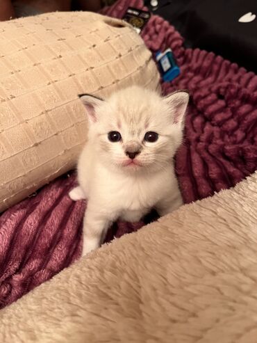 Pişiklər: Şinşilla, Dişi, Erkək — 11