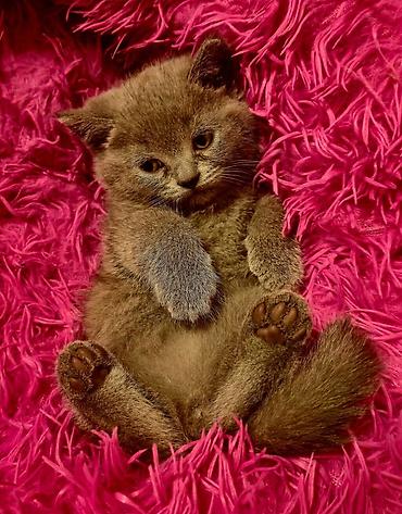 Pişiklər: Şotland — 31