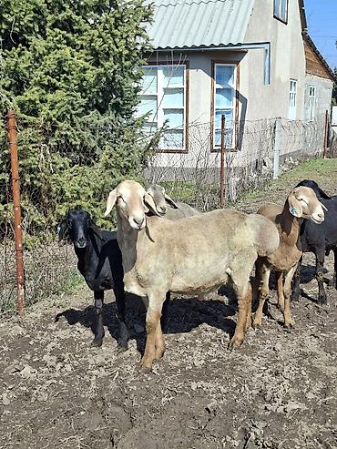 Баран, овца: Продаю | Баран (самец) | Арашан | Для разведения — 17