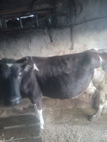 Inəklər, öküzlər: Dişi, il: 5, Südlük, Ünvandan götürmə