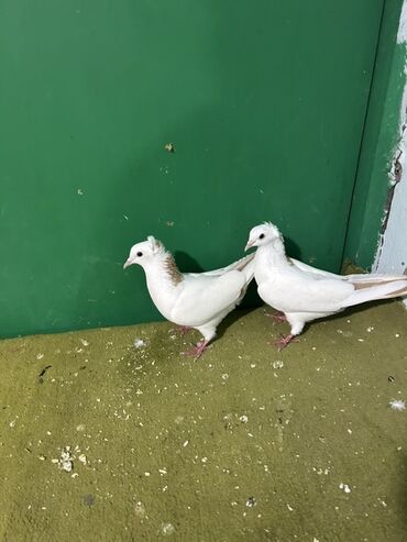 geref quşu: Ağ rəngli bəzəkli göyərçin cütü - Növ: bəzək/ucuş göyərçinləri -