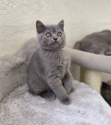 Pişiklər: Şotland, Dişi, Erkək, Ünvandan götürmə — 16