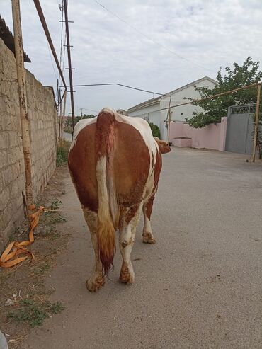 Çəngəllər: Dişi, Simental, il: 1, Ətlik, Ünvandan götürmə